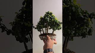 Portulacaria Forest Bonsai bonsaiforest Forest Dwarfjade garden Portulacaria indoorbonsai [upl. by Hardigg]