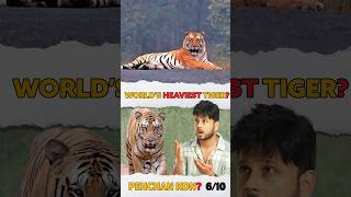 😯🤔World biggest tiger of India😧 [upl. by Anola]