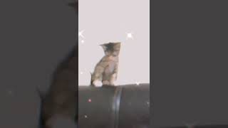 Ceecee Dance CeeceeTheKitten firstdance cat kitten kittty funnycats cute fyp funnypets tv [upl. by Scotty516]