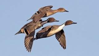 🎵🦆Sound northern pintail Duck 1h🎶🦆 sound pintail duckhunting duckseason waterfowlhunting hunt [upl. by Aelanna]