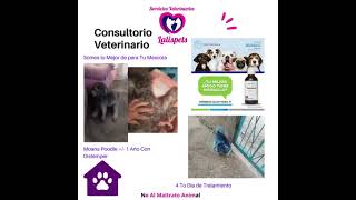 Caso de Distemper y Ehrlichia [upl. by Nicolle]