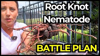 How a Nematode Soil Test is Influencing My Root Knot Nematode Management Plan [upl. by Amory]