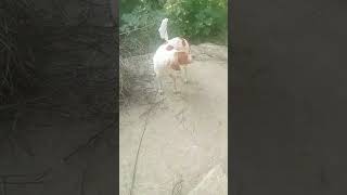 Ya dog sale Kar rahy ha animals funny doglover [upl. by Ogait]