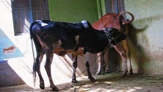 Mating behaviour Gidda bull with Gir heifer enticing3 [upl. by Nomla]