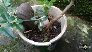 Bonsai Jeruk Kingkit Varigata Bahan Bonsai Jeruk Kingkit Triphasia Trifolia  Part 1 [upl. by Ojahtnamas]