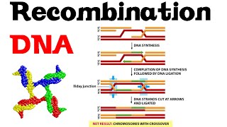 DNA recombination basic [upl. by Gensmer]