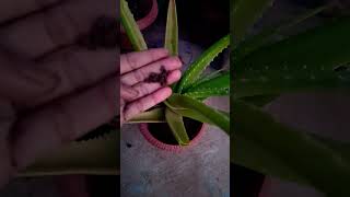 aloe vera plantgarden vastu indoorplants indoor aloveraviralshorts [upl. by Merrilee]