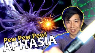 PewPewPewing Aiptasia LASER TIME [upl. by Ashatan]