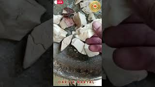 Lodoicea  Daryai Nariyal  दरियाई नारियल  ناریل دریائی  Naryal daryai  sea coconut  jayherbs [upl. by Meggs831]