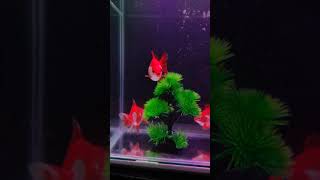 Mini Aquarium Setup  Goldfish Tank Setup  fishaquarium tanksetup fishtank fishkeeping shorts [upl. by Dnivra121]