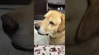 Funny dog video 😂😂😂😂😂😂😂😂 [upl. by Rumit985]