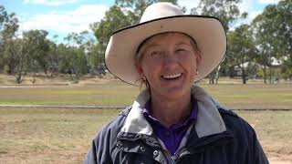 Queensland Working Cattle Dog Trial 2020 state championship  Wallumbilla [upl. by Robillard410]