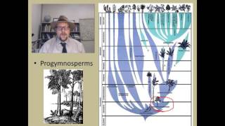 How did the first seed plants the Gymnosperms evolve [upl. by Adnilg]