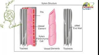 Biology tissues class notes session 6 for 9th cbse [upl. by Gayner]