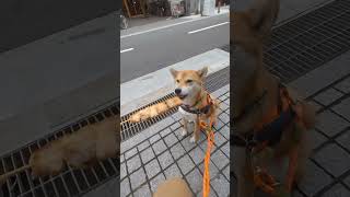 肉食系女しーば、肉串を喰らう！ 柴犬 保護犬 柴 shiba 神農さん 神農祭 肉串 肉食系女しーば [upl. by Haskins]