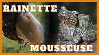 La rainette mousseuse  Foamnest Frog [upl. by Urbas807]