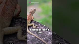 animals perceive time slower than humans 🤯🤯 youtube facts science [upl. by Cas]