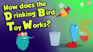 How The Drinking Bird Toy Works  DRINKING BIRD TOY  Dr Binocs Show  Peekaboo Kidz [upl. by Sanez]