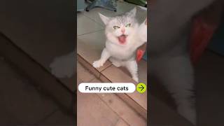 FUNNY CUTE CAT VIDEOS 9 😼cat music dance meghantrainor shorts [upl. by Karisa391]