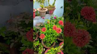 Winter flower plant 🌺shortvideo gardening [upl. by Chickie]