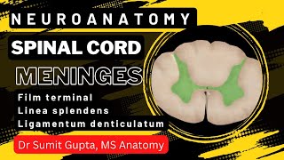 Neuroanatomy S1 E2A Introduction to the Spinal Cord neuroanatomy spinalcord medicine [upl. by Garcon646]