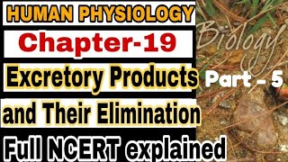 NCERT Ch19 Excretory Products and their elimination Class XI Human Physiology lecture 5 Boards [upl. by China923]