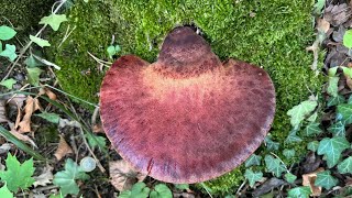 Fistulina hepatica September 2 2024 [upl. by Enellij]