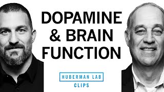 How Dopamine Impacts Brain Function  Dr Mark DEsposito amp Dr Andrew Huberman [upl. by Aicilaanna281]