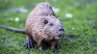 Nutria Rat Swimming in Louisiana USA 🇺🇸 [upl. by Tiny]