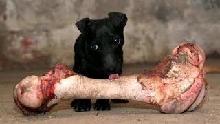 BEST ANIMALS and FAILS from last FEW YEARS Collection  Ultimate TRY NOT TO LAUGH COMPILATION [upl. by Kyrstin]