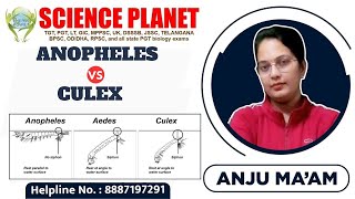 DIFFERENCE BETWEEN ANOPHELES amp CULEX MOSQUITO II BY ANJU MAM [upl. by Immot]