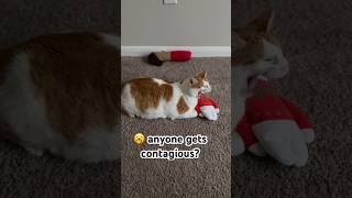 I yawned too after watching this a few times 🥱 chubbydorkycat [upl. by Ynney]