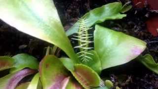 Venus flytrap captures its first meal after a long winter Bye fly [upl. by Hortensia]