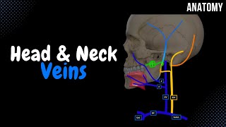 Veins of the Head and Neck EASY Scheme  Mnemonics amp Quiz [upl. by Vince]