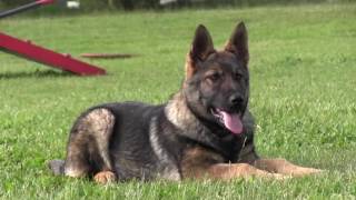 Best German Shepherd Puppy Training [upl. by Ossie]