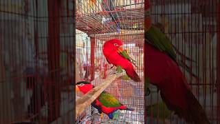 Red lory bird birds [upl. by Domonic53]