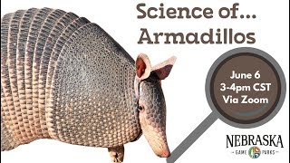 Science ofArmadillos [upl. by Lorena]