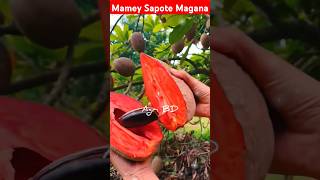 Mamey Sapote Magana fruit fruits mame mameysapote naseberry chiku agriculture sapote shorts [upl. by Terrance]