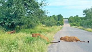 Old Hyena Gives Itself Up to The Lions [upl. by Ahsiea]