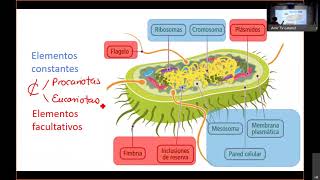 ENARM 2021 Infectología REVISIÓN DE TEMAS [upl. by Notluf]