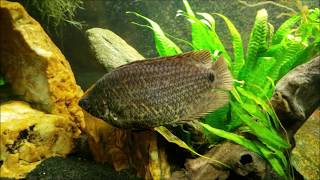 African Spotted Leaf Fish aka Leopard Gourami Ctenopoma Acutirostre [upl. by Amias926]