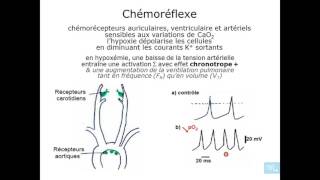 physiologie cardio vasculaire partie 14 [upl. by Teryn]