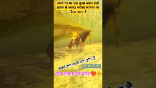 इसे कुछ सीखो मेरे दोस्त 🙏♥️💫 तेरी मेहरबानियां 🙏🙏emotional sad dog wafadar dog viral shorts [upl. by Zed]