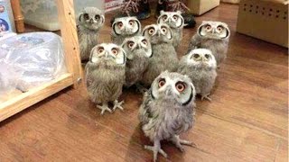 Owl  A Funny Owls And Cute Owls Compilation  NEW [upl. by Arezzini]