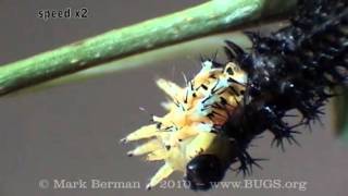 Cecropia Larva Shed [upl. by Camille650]