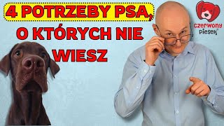 4 nieoczywiste potrzeby psa o których nie wie większość opiekunów [upl. by Ennirok]