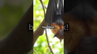 Meet the Hammerhead Bat Africas Mysterious Giant shorts animals wildlife hammerheadbat facts [upl. by Tommy]