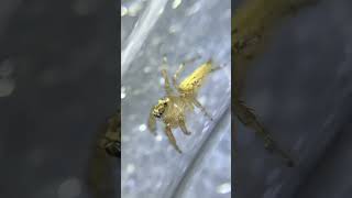 Colonus sylvanus jumping spider close up look [upl. by Namso]