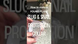 How to Make an EASY Young Plant SLUG amp SNAIL Protection Collar  Garden Ideas  short​​ [upl. by Nanice490]