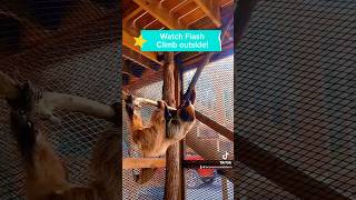 Watch our sloth  Flash climb outside [upl. by Olia]